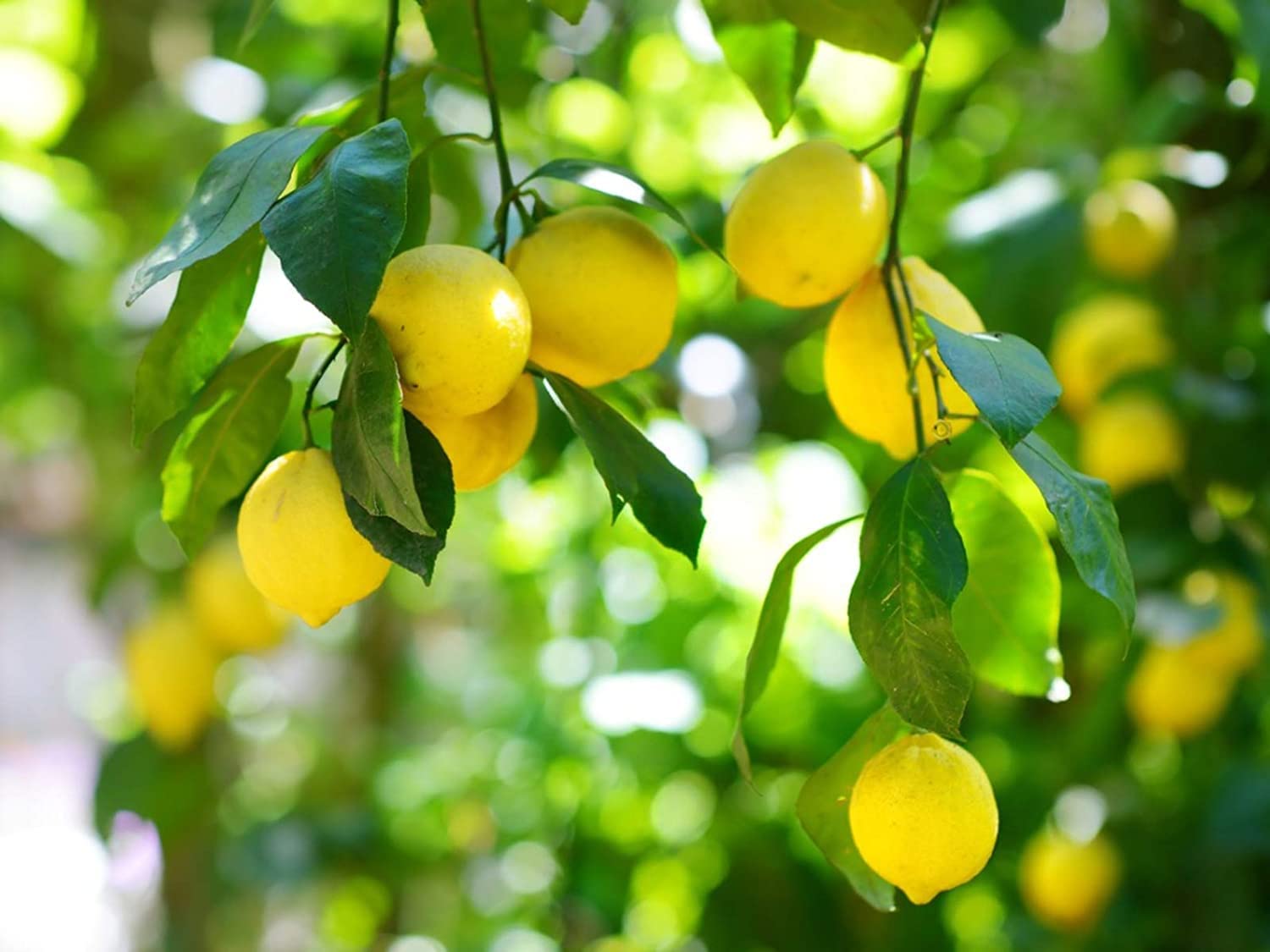 Lemon (tree Citrus limon) for planting in garden